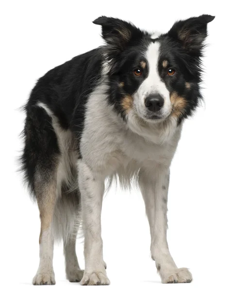 Border Collie puppy, 5 months old, sitting in front of white background — Stock Photo, Image