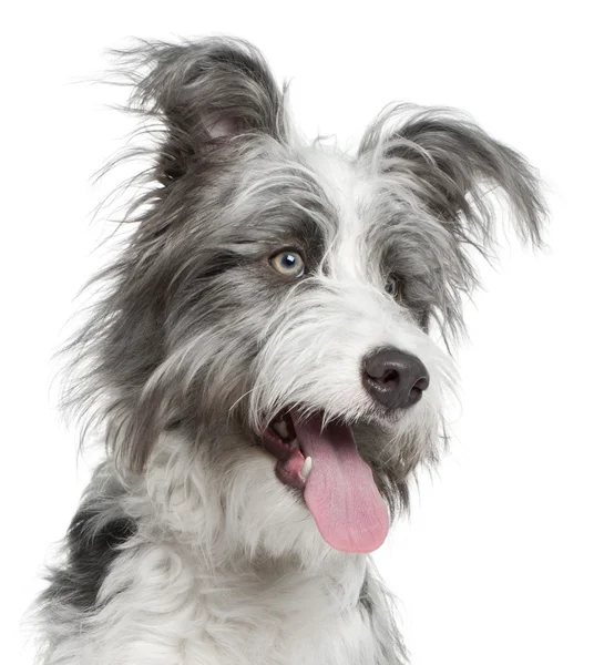 Nahaufnahme eines Mischlingshundes, 7 Monate alt, vor weißem Hintergrund — Stockfoto