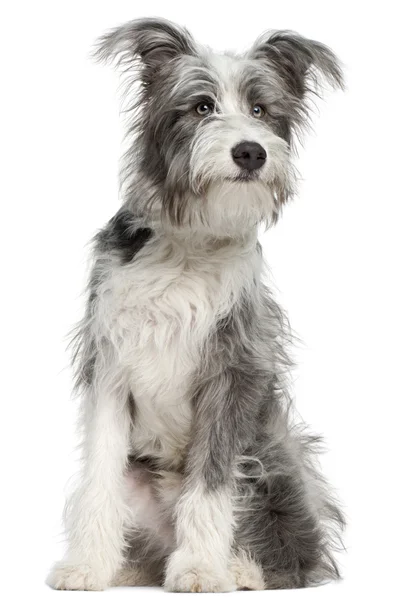 Close-up van gemengd ras hond, 7 maanden oud, voor witte achtergrond — Stockfoto