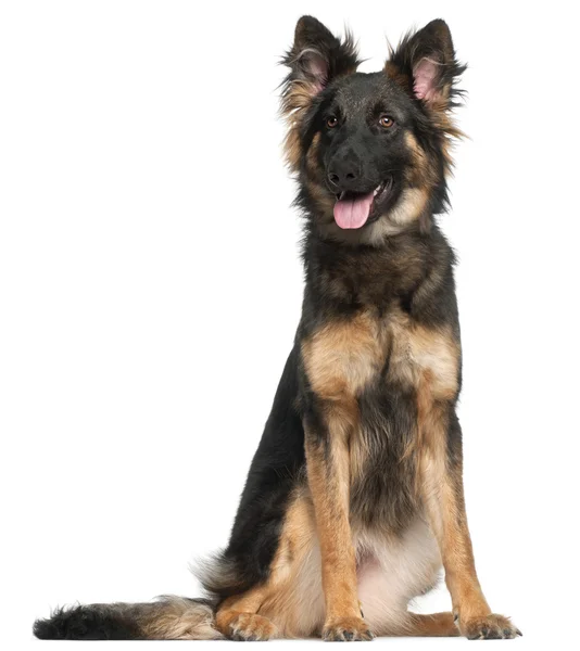 German Shepherd Dog, 8 months old, sitting in front of white background — Stock Photo, Image