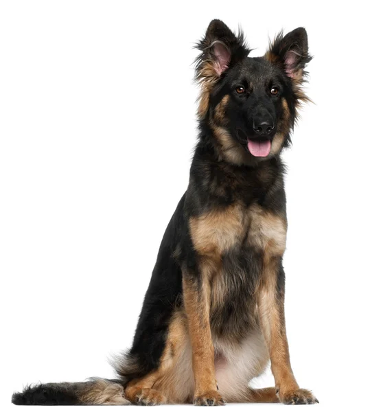 German Shepherd Dog, 8 months old, sitting in front of white background — Stock Fotó