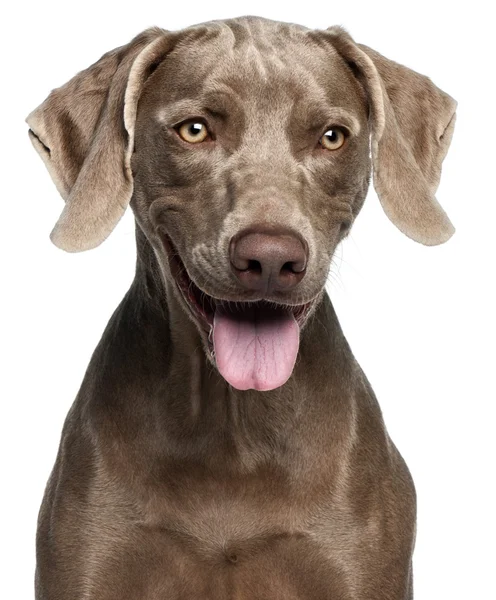 Close-up of Weimaraner, 12 months old, in front of white background — Stock Photo, Image