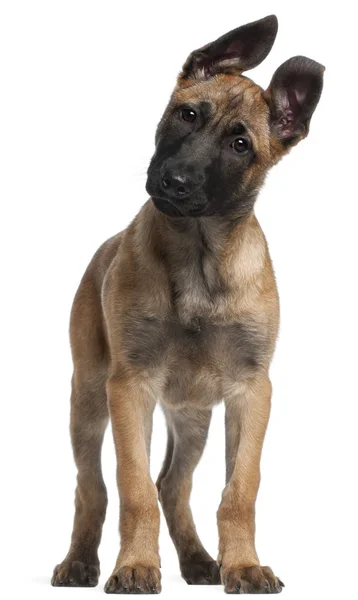 Belgian Shepherd puppy, 3 months old, standing in front of white background — стокове фото