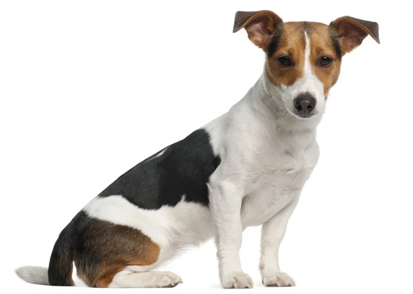 Jack Russell Terrier, 12 months old, sitting in front of white background — Stock Photo, Image