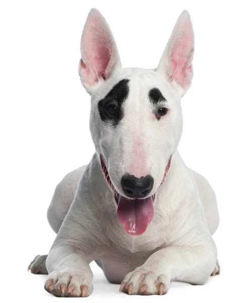 Bull Terrier puppy, 6 months old, lying in front of white background — Stock Photo, Image