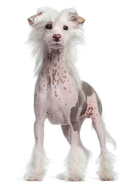 Chinese Crested dog, 4 months old, sitting in front of white background — Stock Photo, Image