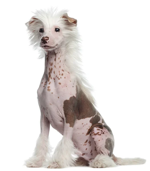 Chinese crested dog, 4 maanden oud, zit op witte achtergrond — Stockfoto