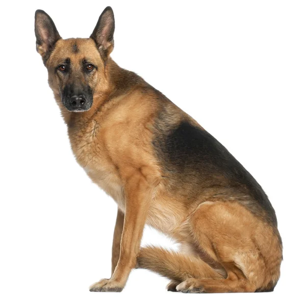 German Shepherd Dog, 8 and a half years old, sitting in front of — Stock Photo, Image