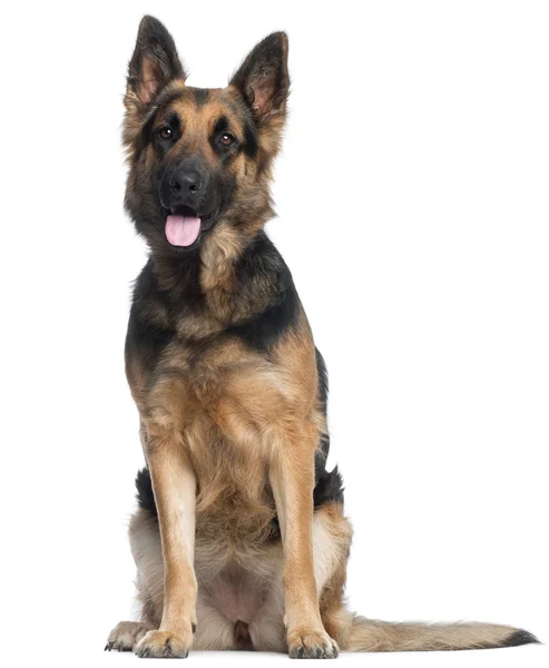 German Shepherd Dog, 2 years old, standing in front of white background — Stock Photo, Image