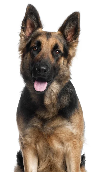 German Shepherd Dog, 2 years old, standing in front of white background — Stock Photo, Image