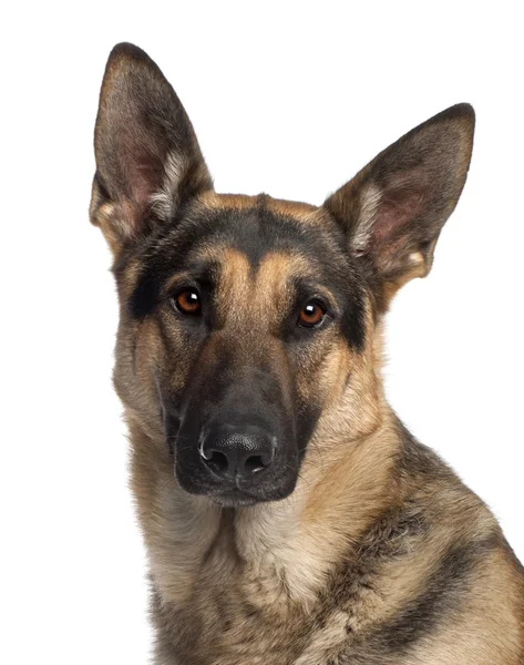 Stock image German Shepherd Dog, 2 years old, standing in front of white background