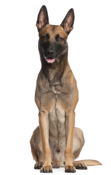 Belgian Shepherd Dog, 2 years old, sitting in front of white bac — Stock Photo, Image