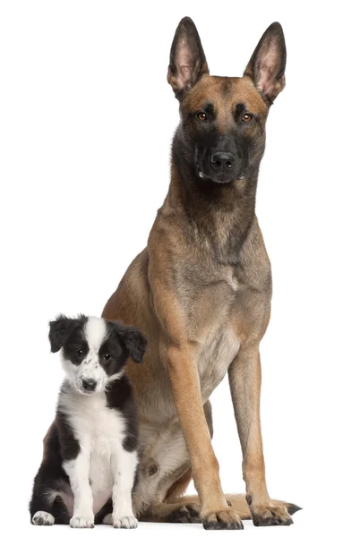 Belgian Shepherd Dog, 2 years old, and Border Collie puppy, 3 months old — Stock Photo, Image