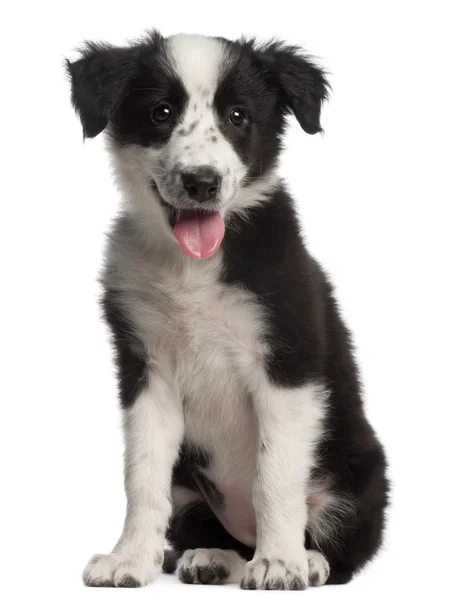 Border Collie puppy, 3 months old — Stock Photo, Image