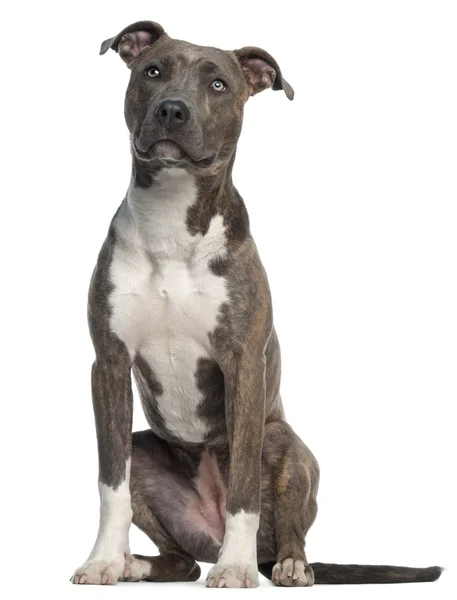 American Staffordshire Terrier, 8 months old — Stock Photo, Image