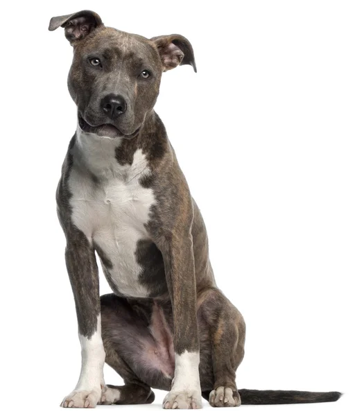 Amerikai Staffordshire Terrier, 8 hónapos — Stock Fotó