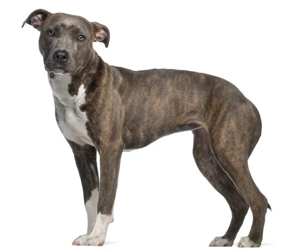 American Staffordshire Terrier, 8 months old — Stock Photo, Image