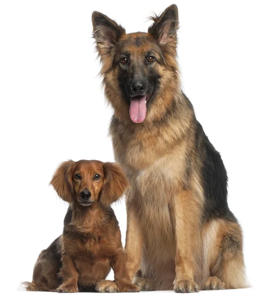 Dachshund, 8 years old, and German Shepherd Dog, 2 and a half years old — Stock Photo, Image