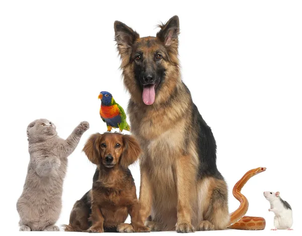 Group of animals in front of white background — Stock Photo, Image