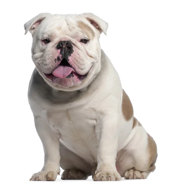 Engels bulldog, 18 maanden oud, — Stockfoto