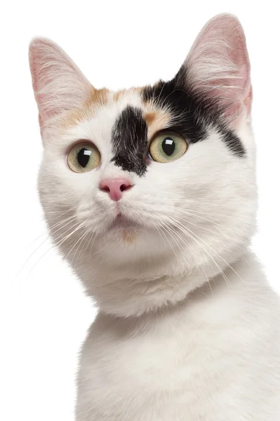 Nahaufnahme einer Mischlingskatze, 2 Jahre alt, vor weißem Rücken — Stockfoto