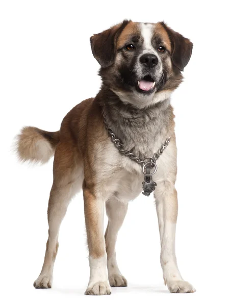 混合品種の犬、5 歳、白い backgro の前に立って — ストック写真