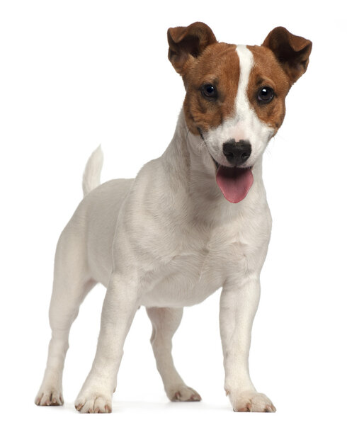 Jack Russell Terrier puppy, 6 months old, standing in front of w