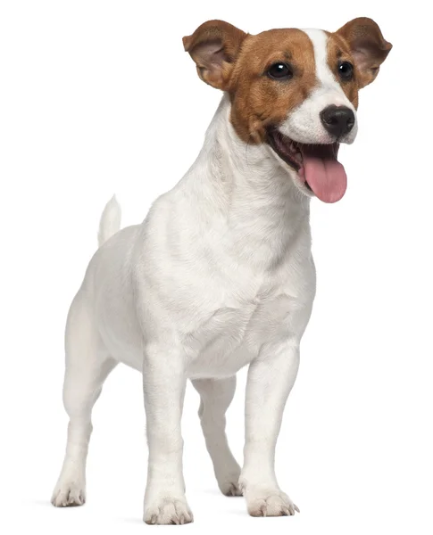 Jack russell teriér štěně, 6 měsíců starý, stojící před w — Stock fotografie