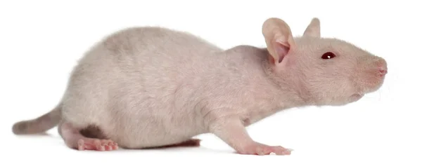 Rata común, Rattus norvegicus, caminando delante de backgro blanco — Foto de Stock