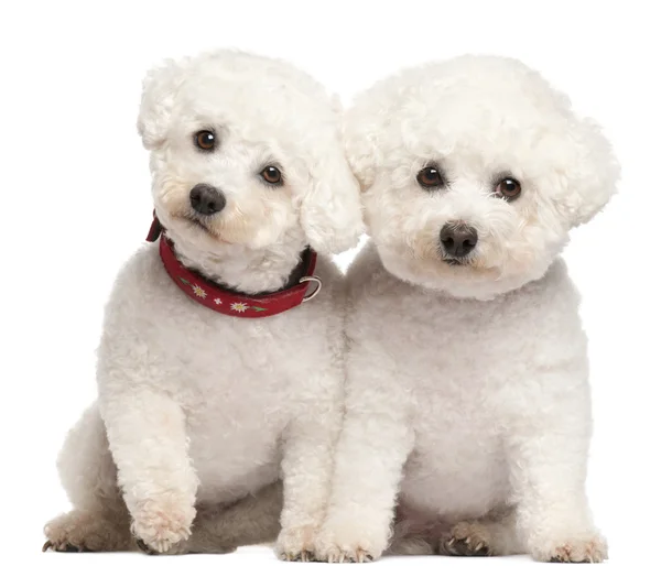 Bichon Fris, 9 and 7 years old, in front of white background — Stock Photo, Image