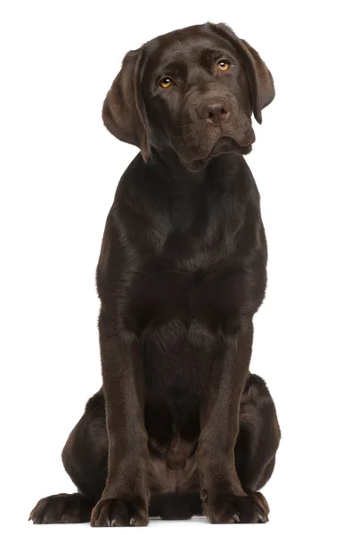 Labradorský retrívr štěně, 5 měsíců starý, sedí v přední části Svatodušní — Stock fotografie