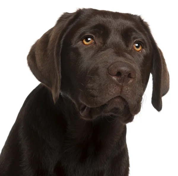 Close-up of Labrador Retriever puppy, 5 months old, in front of — Stock Photo, Image