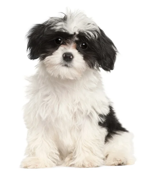 Havanese puppy, 12 weeks old, sitting in front of white backgrou — Stock Photo, Image