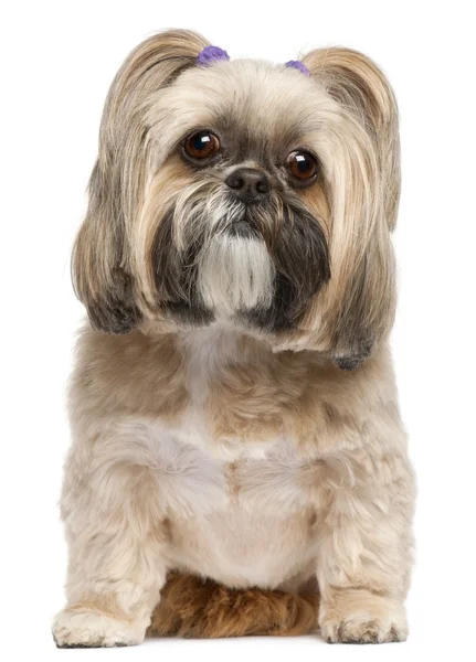 Shih Tzu, 6 years old, sitting in front of white background — Stock Photo, Image