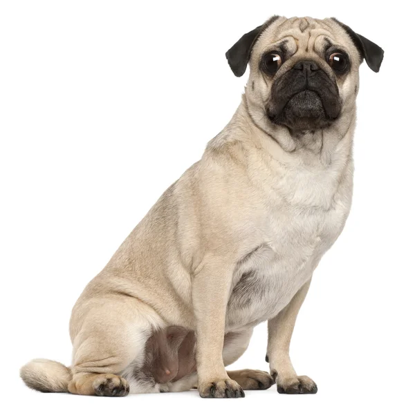 Pug, 3 years old, sitting in front of white background — Stock Photo, Image