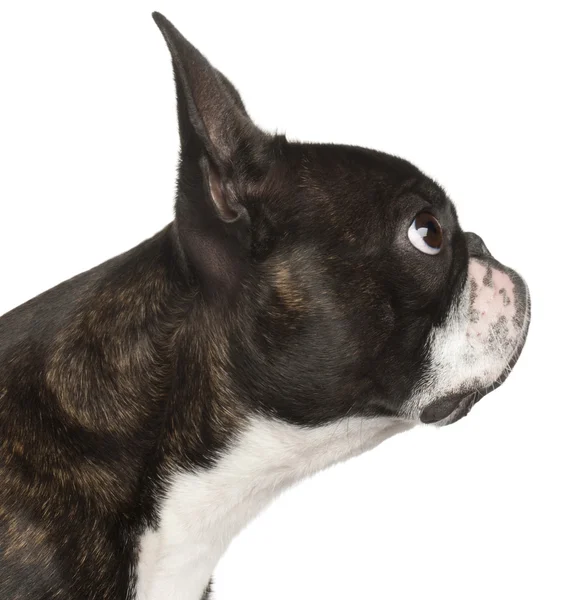 stock image Close-up of Boston Terrier, 1 year old, in front of white backgr