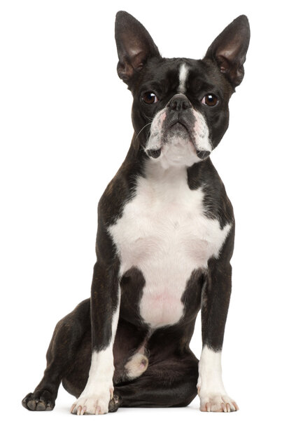 Boston Terrier, 1 год, сидит на белом фоне
