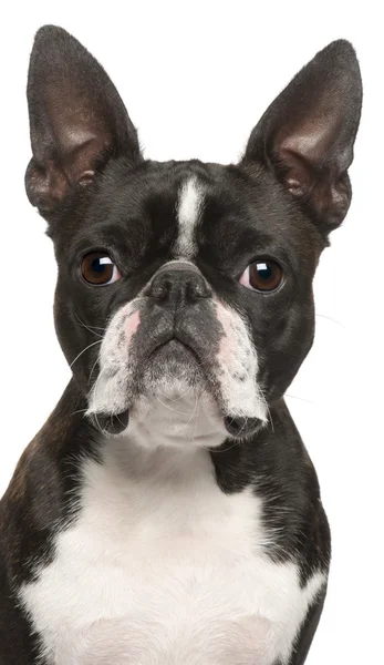 Close-up of Boston Terrier, 1 year old, in front of white backgr — Stock Photo, Image