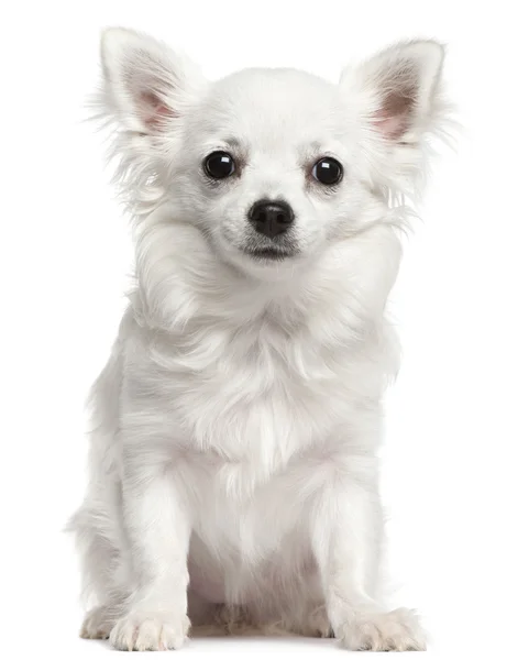 Chihuahua, 7 месяцев, сидит на белом фоне — стоковое фото