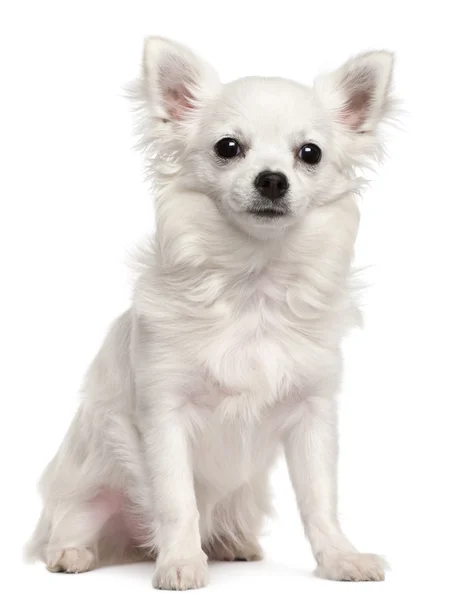 Chihuahua, 7 месяцев, сидит на белом фоне — стоковое фото