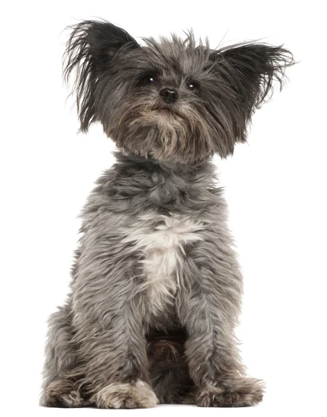 Mixed-breed dog, 7 years old, sitting in front of white backgrou — Stock Photo, Image