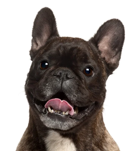 Close-up of French Bulldog terengah-engah, 5 tahun, di depan whi — Stok Foto