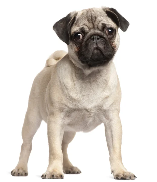 Pug puppy, 3 months old, standing in front of white background — Stock Photo, Image