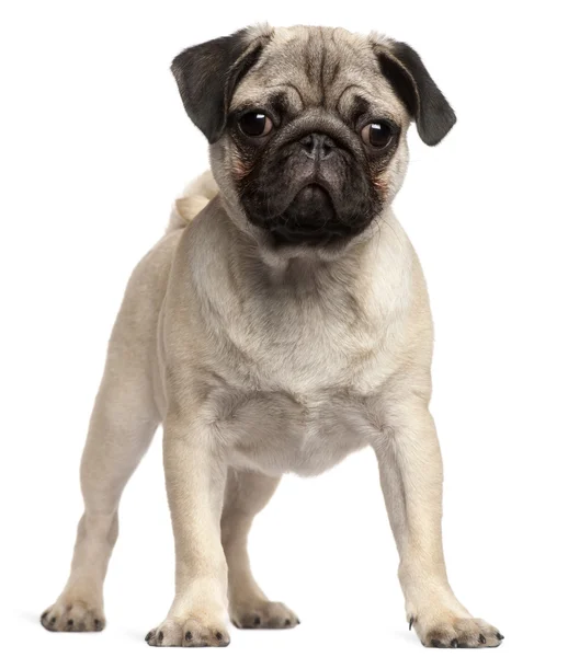 Mops štěně, 3 měsíce starý, stojící před bílým pozadím — Stock fotografie