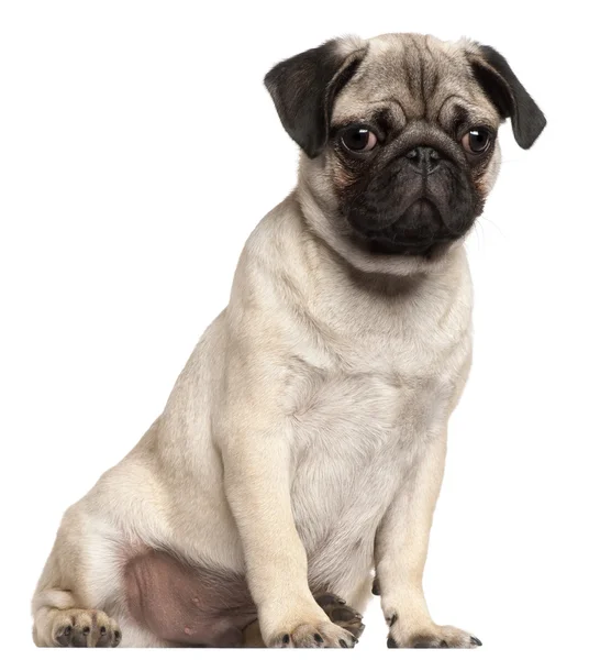 Pug puppy, 3 months old, sitting in front of white background — Stock Photo, Image