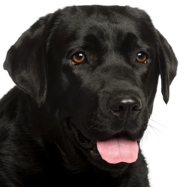 Close-up van labrador retriever, 3 jaar oud, voor witte b — Stockfoto