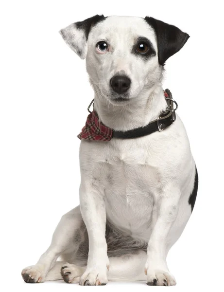 Jack Russell Terrier, 3 años, sentado frente al bac blanco —  Fotos de Stock