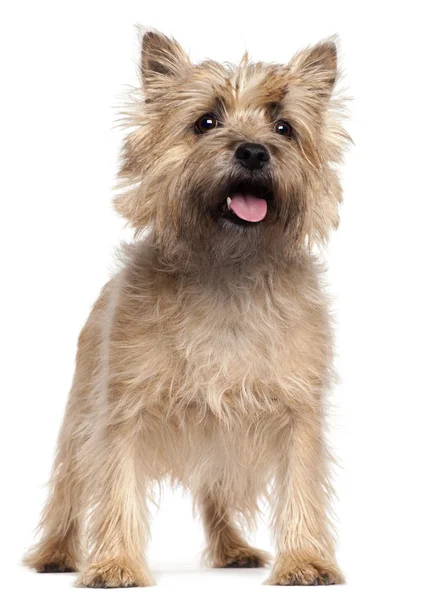 Cairn Terrier, 4 years old, standing in front of white backgroun — Stock Photo, Image