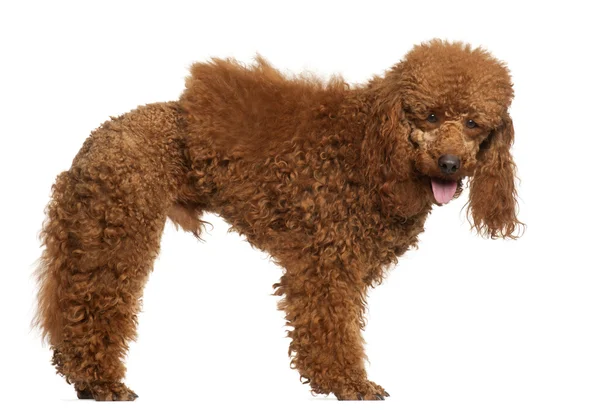 Poodle, 1 year old, standing in front of white background — Stock Photo, Image