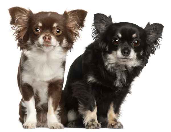 Chihuahuas, 1 and 2 years old, in front of white background — Stock Photo, Image
